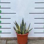 Agáve ( Agave americana) ´VARIEGATA´ - výška 25-35 cm, ⌀ 30-40 cm, kont. C6L